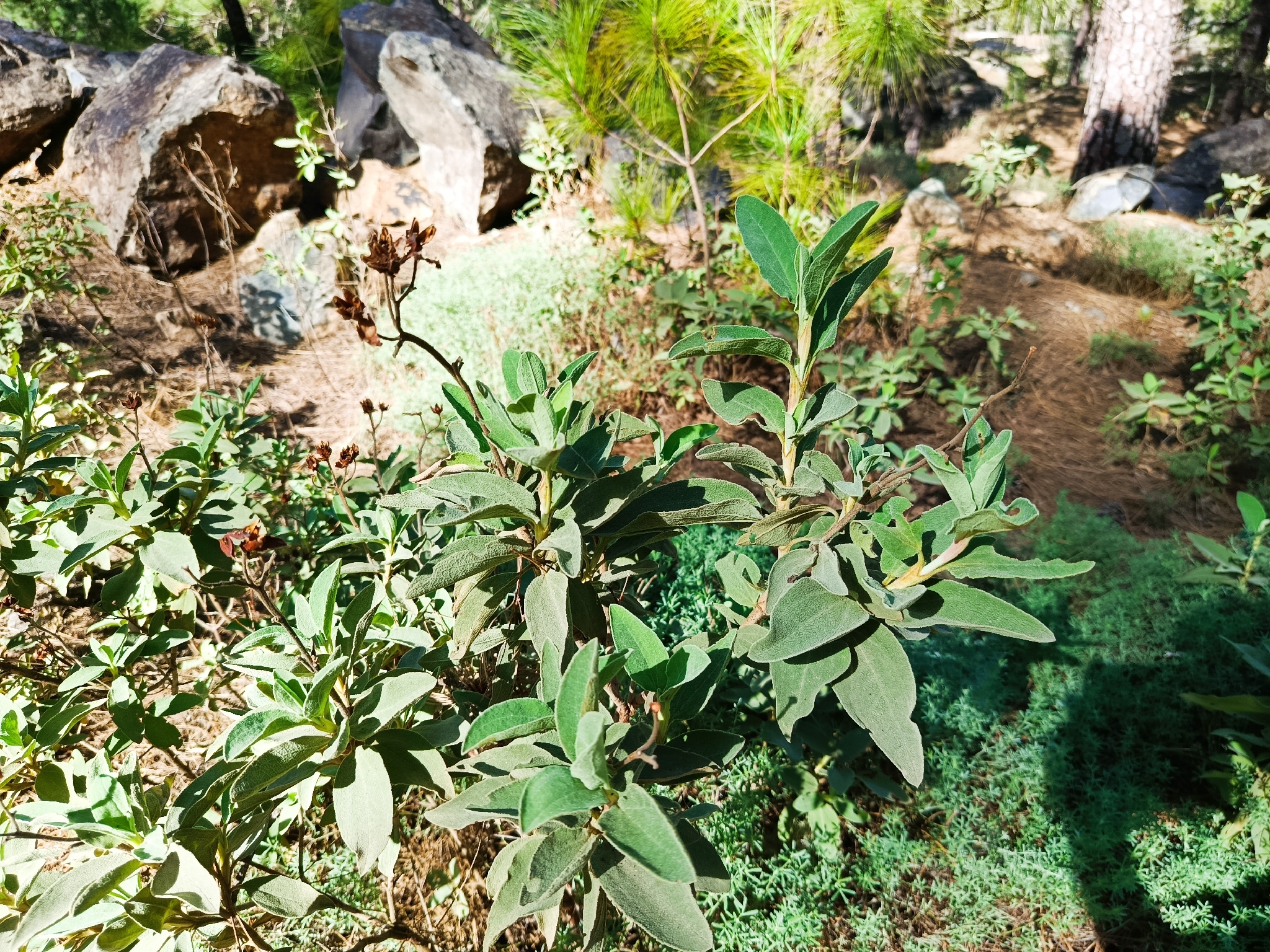 Amagante de Tamadaba