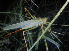 Terpandrus woodgeri