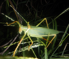 Terpandrus woodgeri