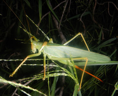 Terpandrus woodgeri