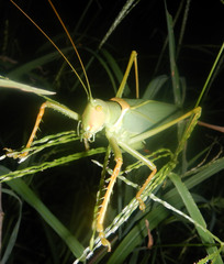 Terpandrus woodgeri