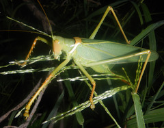 Terpandrus woodgeri