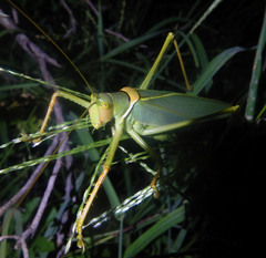 Terpandrus woodgeri