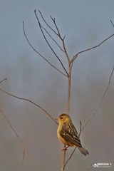 Ploceus manyar