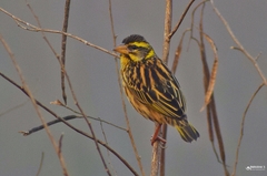 Ploceus manyar