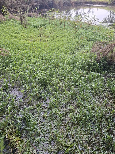 Mudplantain (Heteranthera zosterifolia)