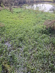Zosterella (Heteranthera zosterifolia)