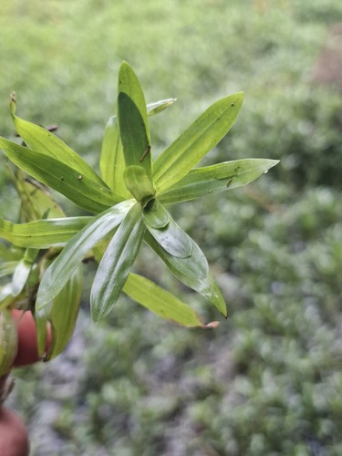 Heteranthera zosterifolia, photograph 4