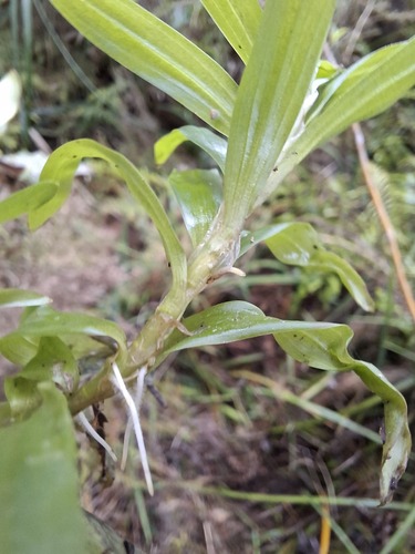 Heteranthera zosterifolia, photograph 2