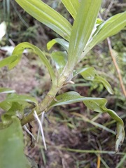 Heteranthera zosterifolia, photograph author not stated, no rights reserved