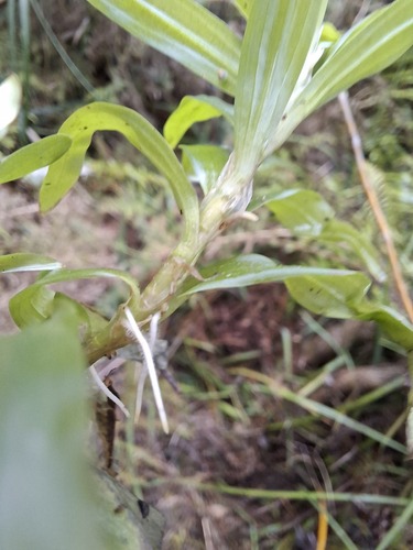 Heteranthera zosterifolia, photograph 3
