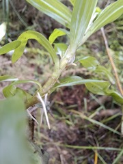 Heteranthera zosterifolia, photograph author not stated, no rights reserved