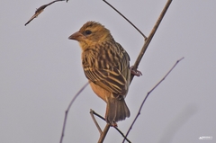 Ploceus philippinus