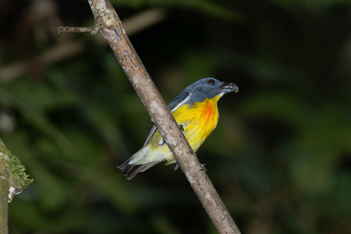 Prionochilus xanthopygius observed 2025-12-04