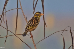 Ploceus manyar