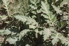 Platycarpha glomerata