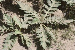 Platycarpha glomerata