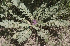 Platycarpha glomerata