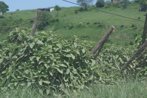 Woolly Plectranthus