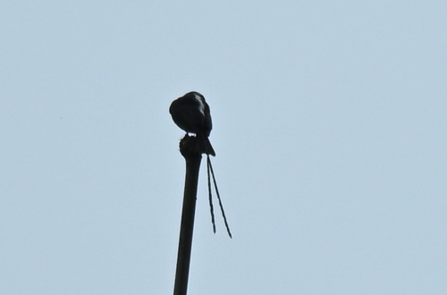 Long-tailed Tyrant (Colonia colonus), photo 5