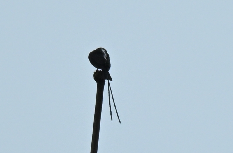 Long-tailed Tyrant (Colonia colonus), photo 5
