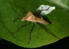 Hypselonotus lineatus