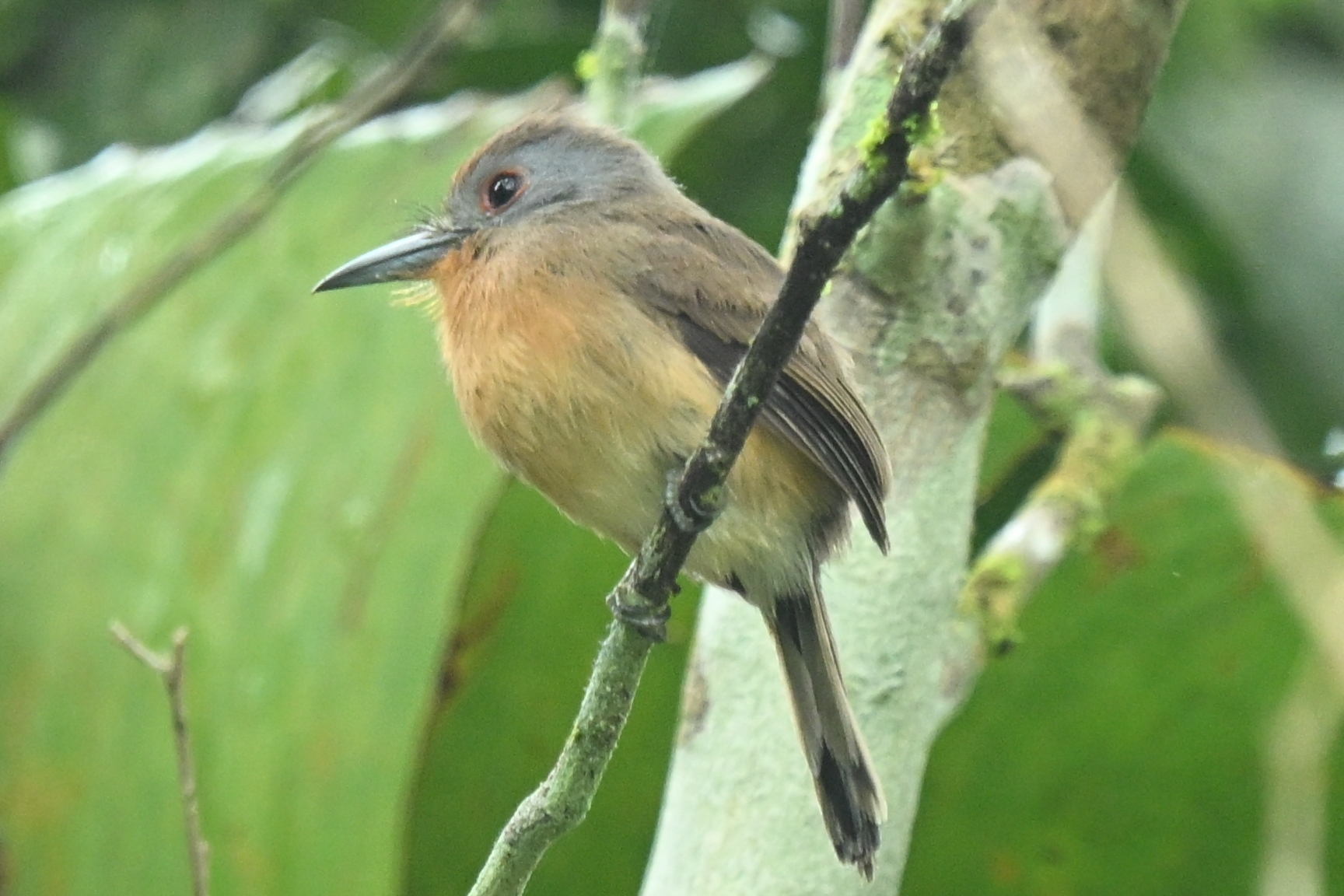 Grey-cheeked Nunlet (Nonnula frontalis), photo 1