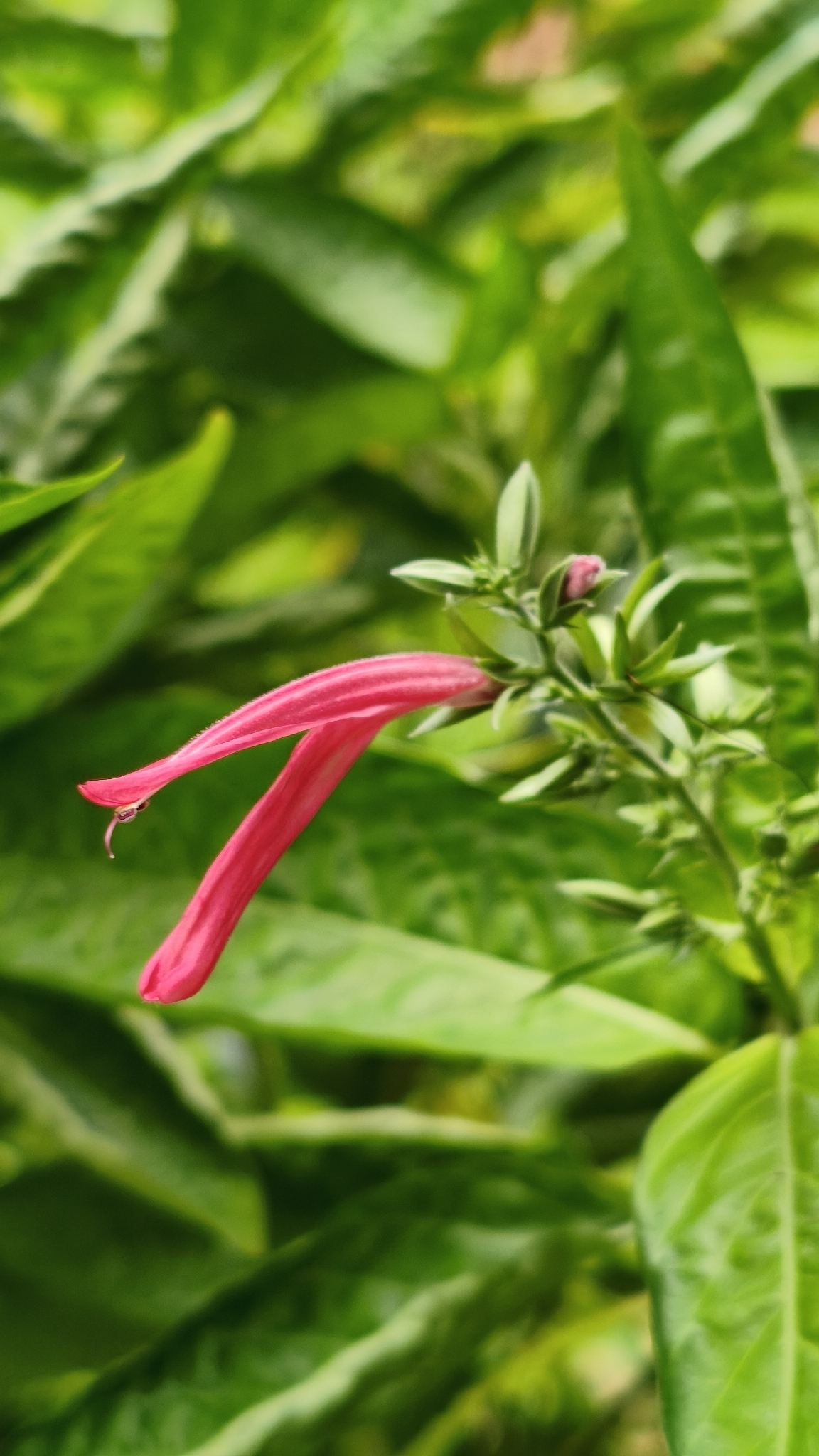 Dianthera Secunda (Dianthera secunda)