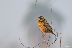 Ploceus manyar
