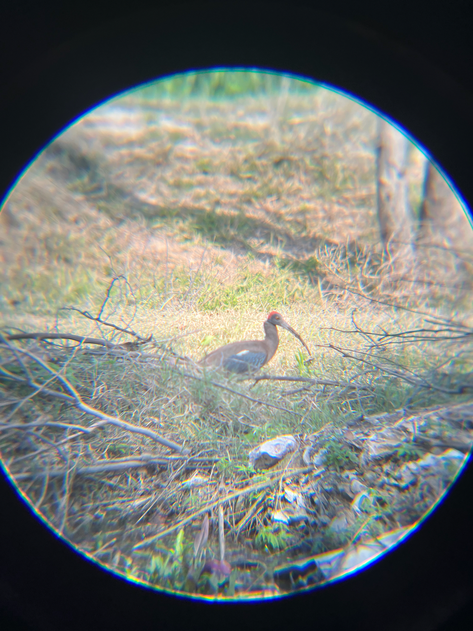 Red-naped Ibis (Pseudibis papillosa), photo 9