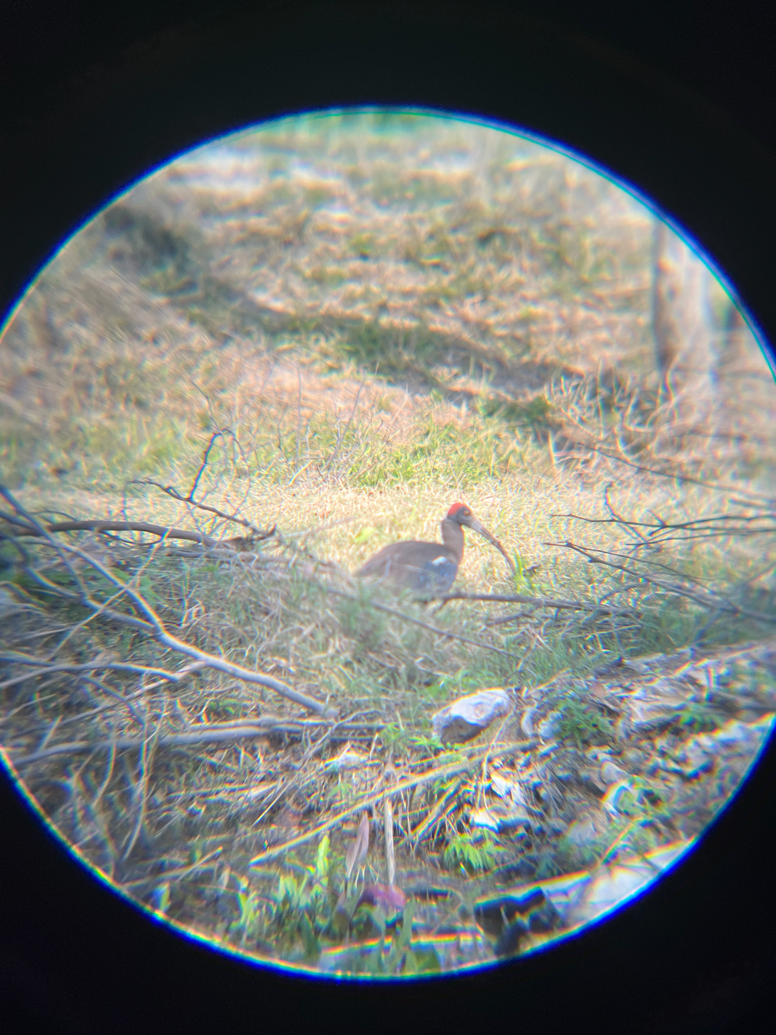Red-naped Ibis (Pseudibis papillosa), photo 10