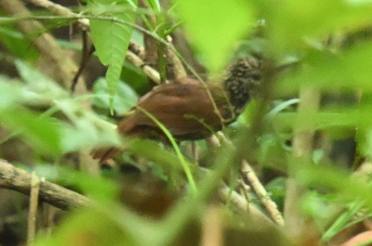 Black Antshrike (Thamnophilus nigriceps), photo 2