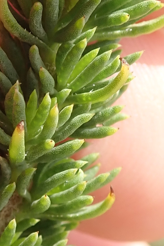 Image of Pteronia camphorata by no rights reserved
