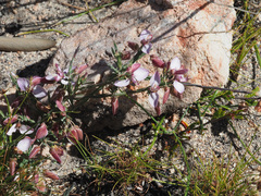 Polygala microlopha microlopha