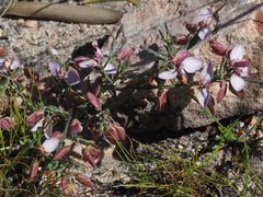 Polygala microlopha microlopha