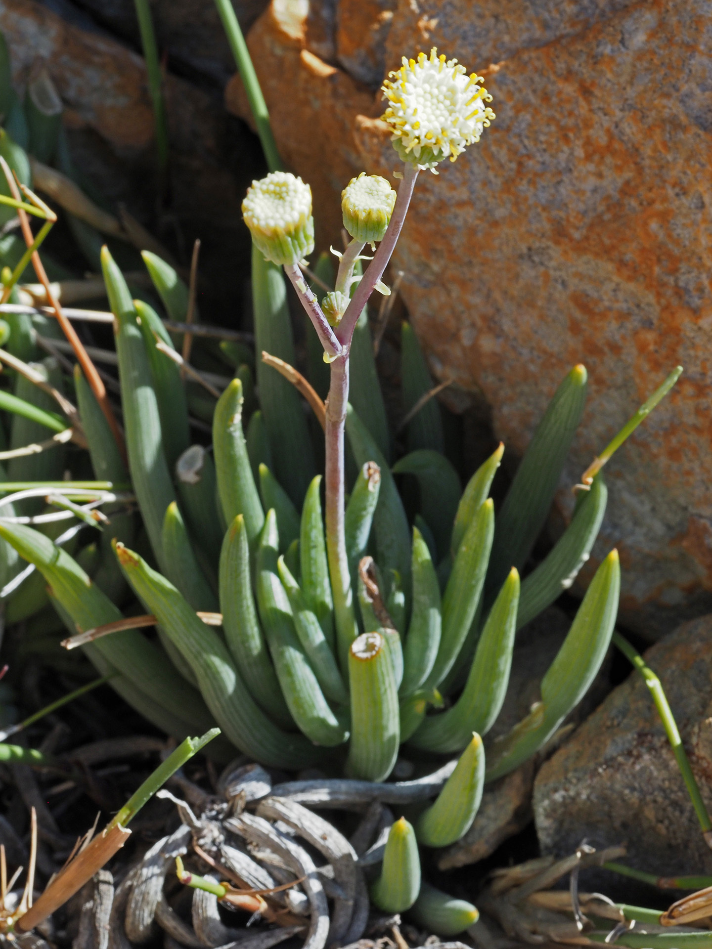 Curio talinoides