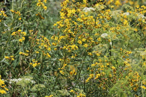 Senecio brasiliensis, photograph 4