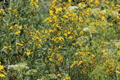 Senecio brasiliensis, photograph (c) Andrea Gantzer, some rights reserved (CC BY)