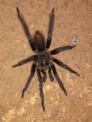 Proshapalopus amazonicus