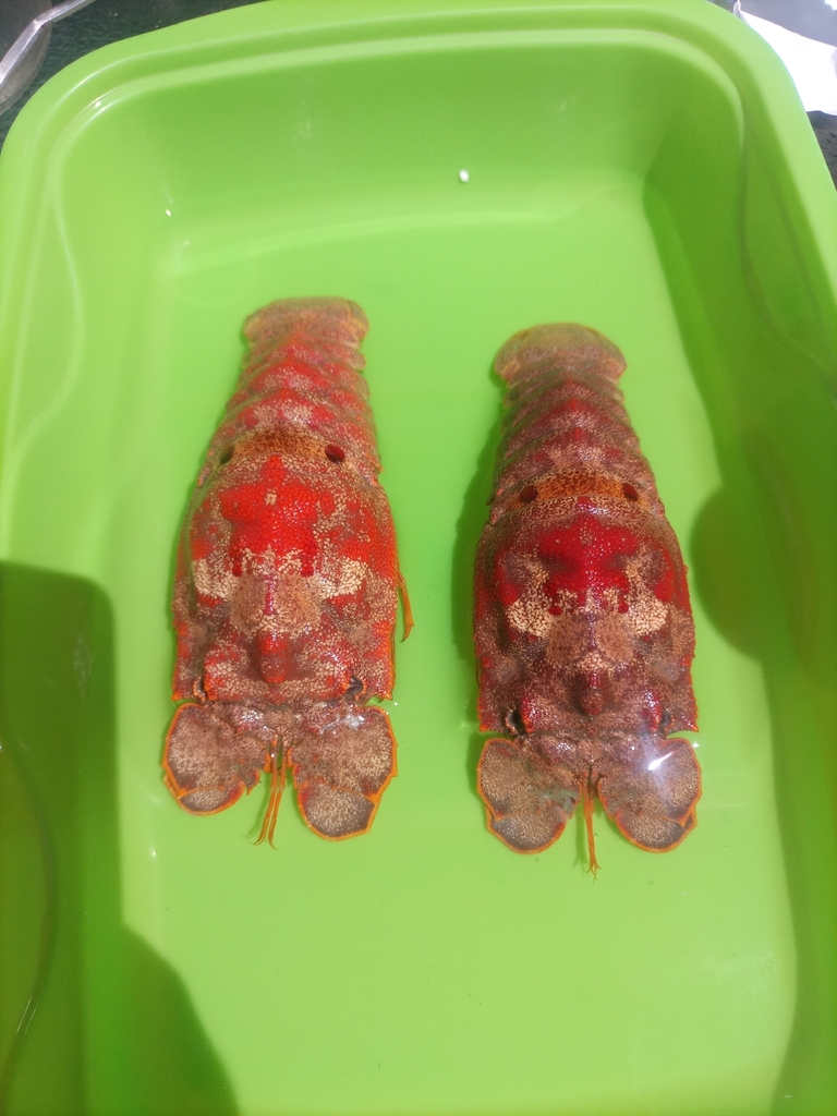 Hooded Slipper Lobster