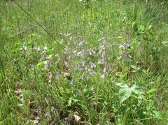 Penstemon hirsutus