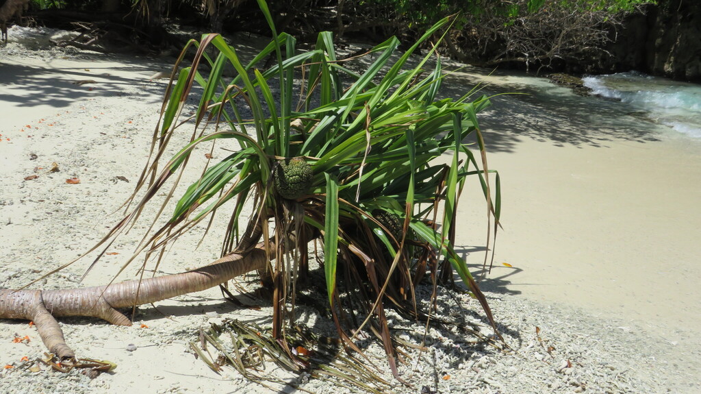 Pandanus tectorius (Pandanus tectorius)