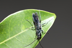 Trirogma caerulea