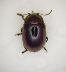 Chrysolina brunsvicensis