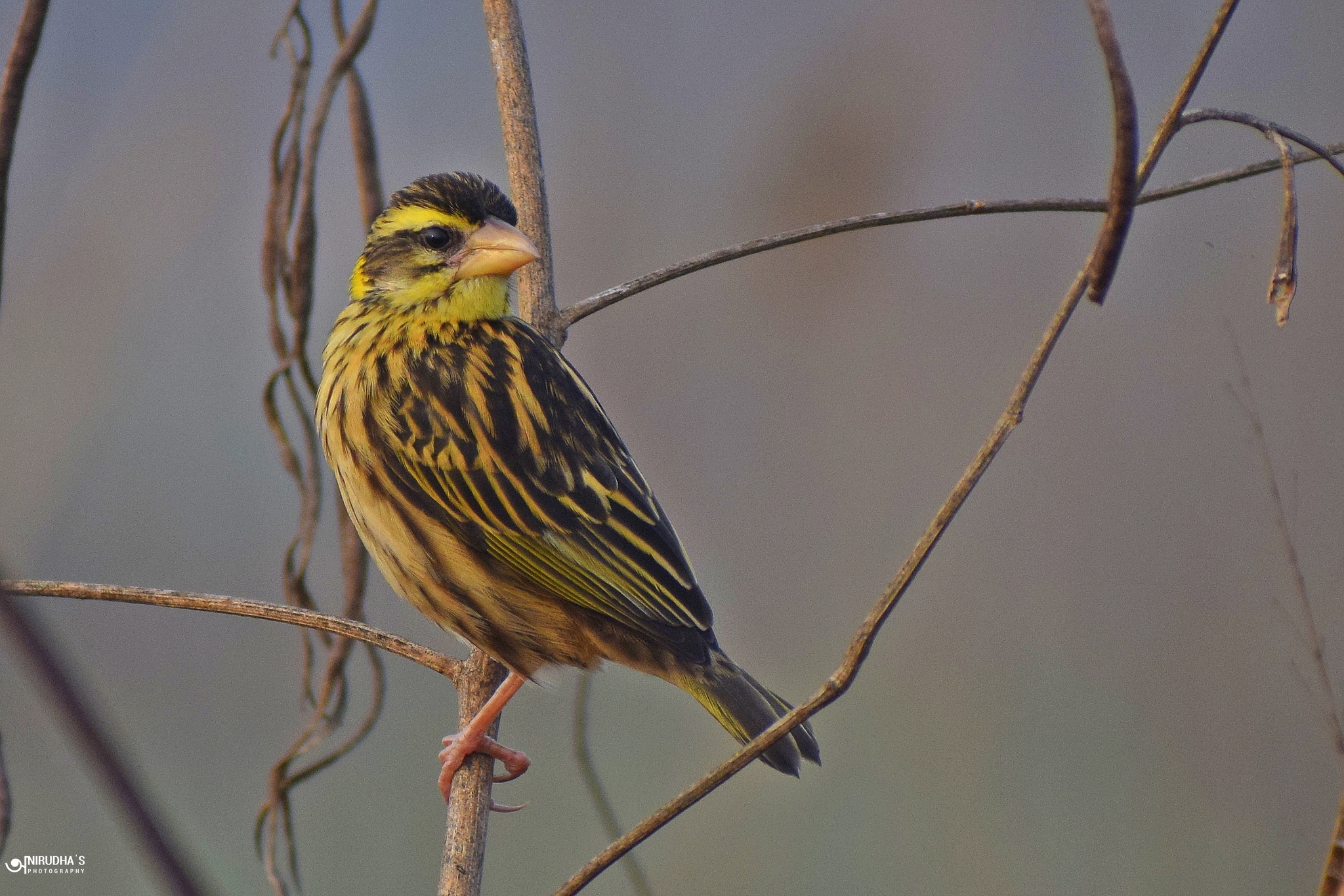 Streaked Weaver