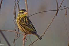 Ploceus manyar