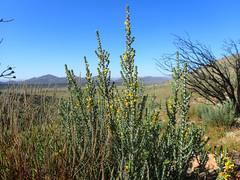 Aspalathus pachyloba