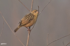 Ploceus philippinus