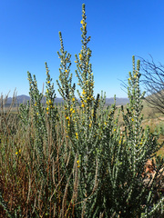 Aspalathus pachyloba