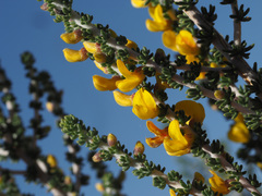 Aspalathus pachyloba